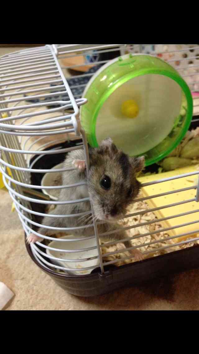 そんな顔されたら断れっこない！おねだり上手な動物たちの写真