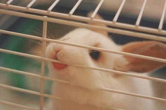 そんな顔されたら断れっこない！おねだり上手な動物たちの写真