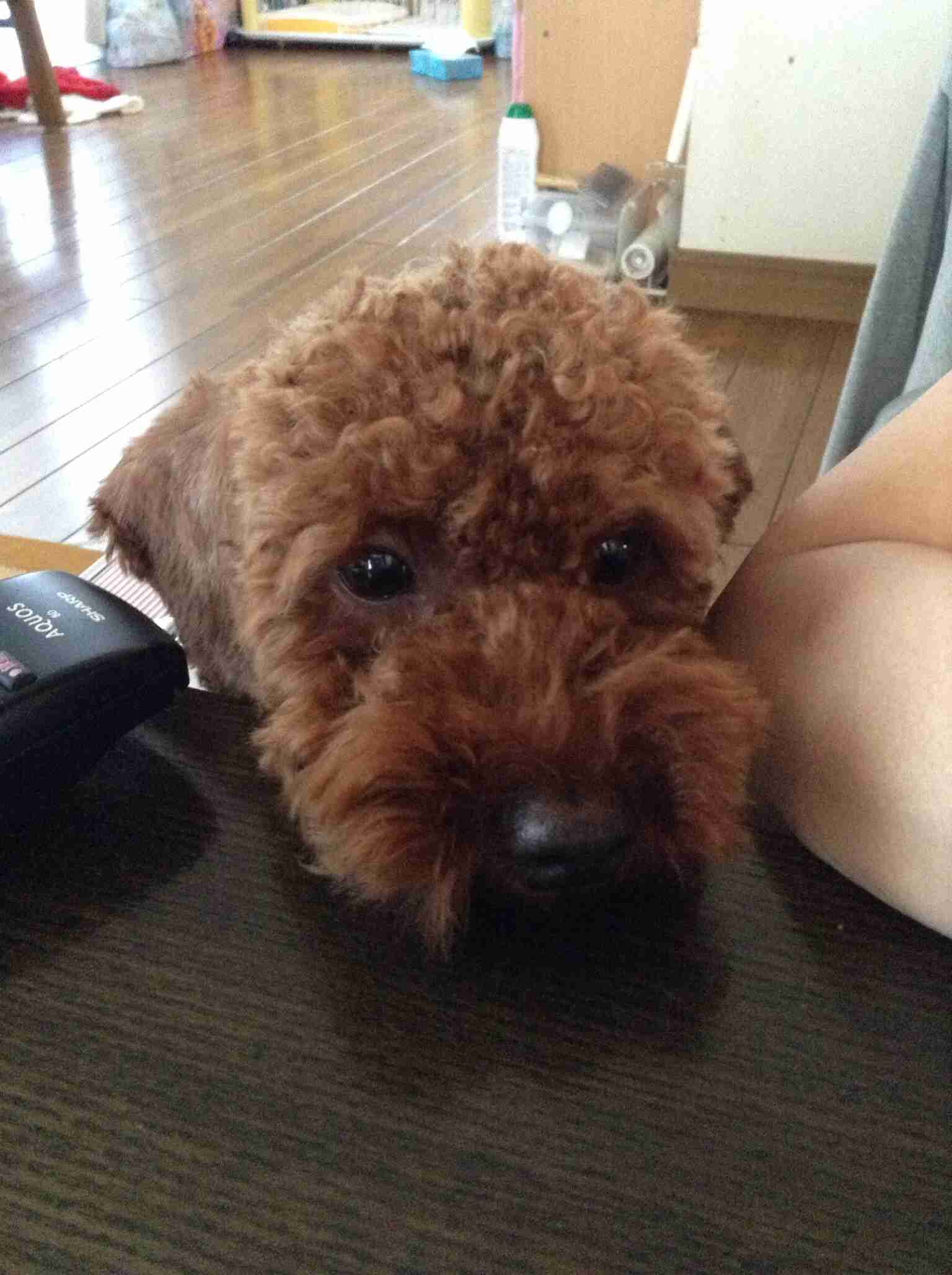 そんな顔されたら断れっこない！おねだり上手な動物たちの写真