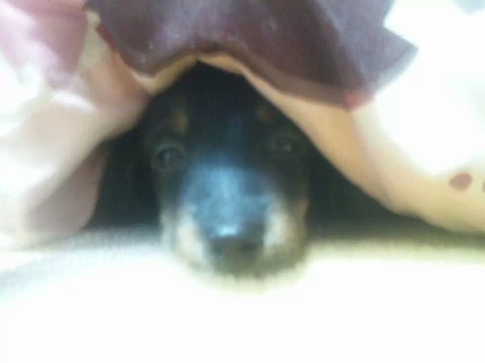 そんな顔されたら断れっこない！おねだり上手な動物たちの写真