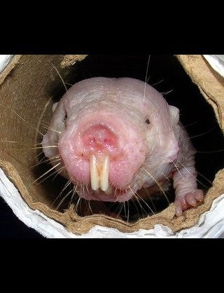 「似ている動物」で女子が喜ぶ たとえ9パターン
