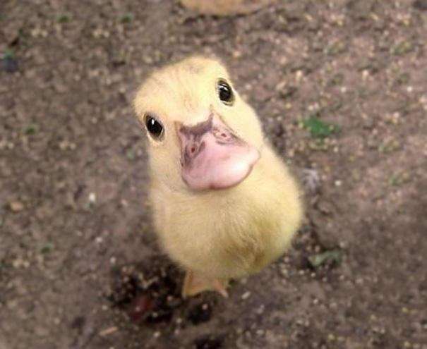 いろいろな動物の視線を感じる画像