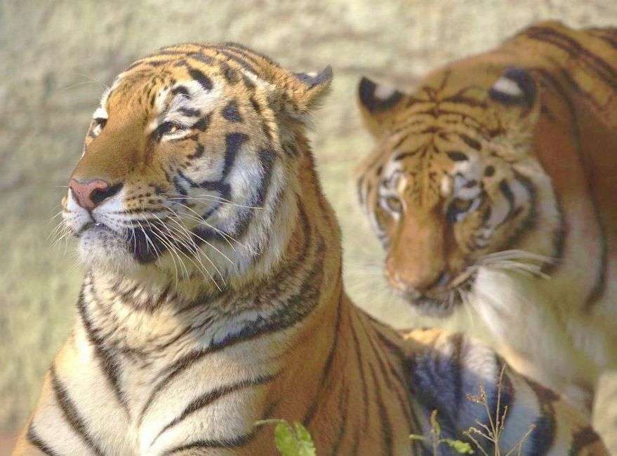 いろいろな動物の視線を感じる画像