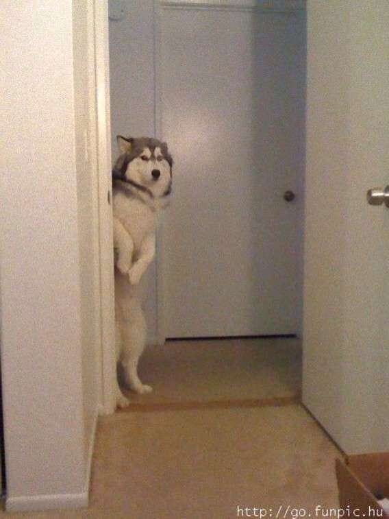 いろいろな動物の視線を感じる画像
