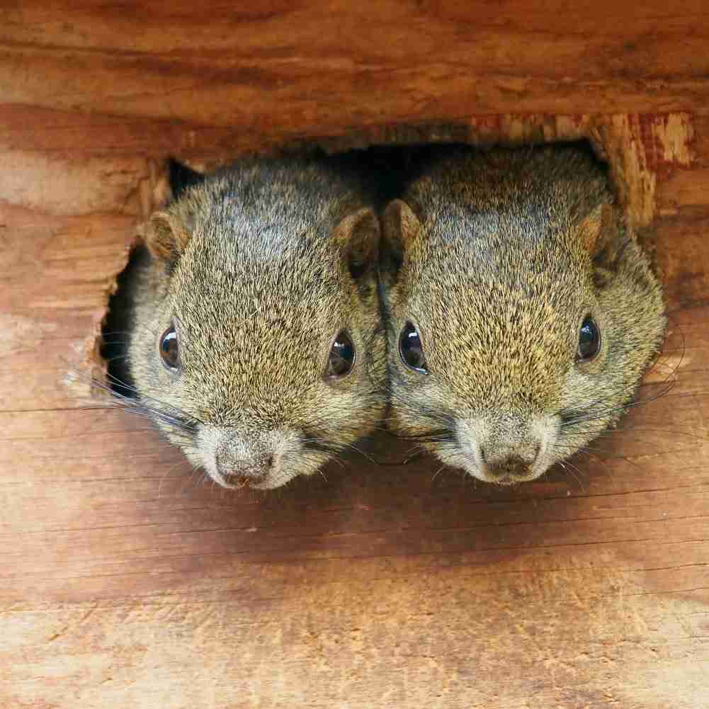 いろいろな動物の視線を感じる画像