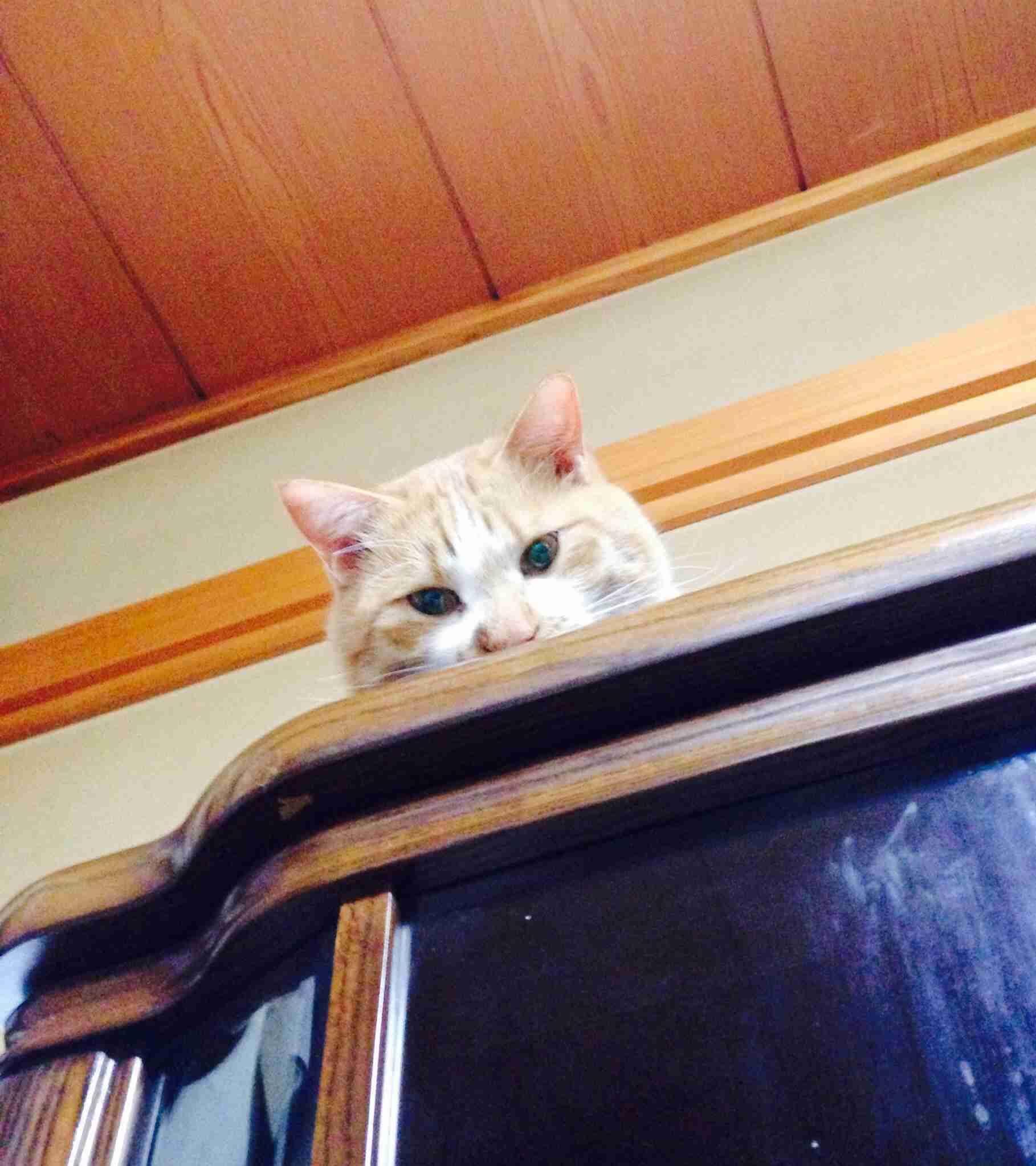 いろいろな動物の視線を感じる画像