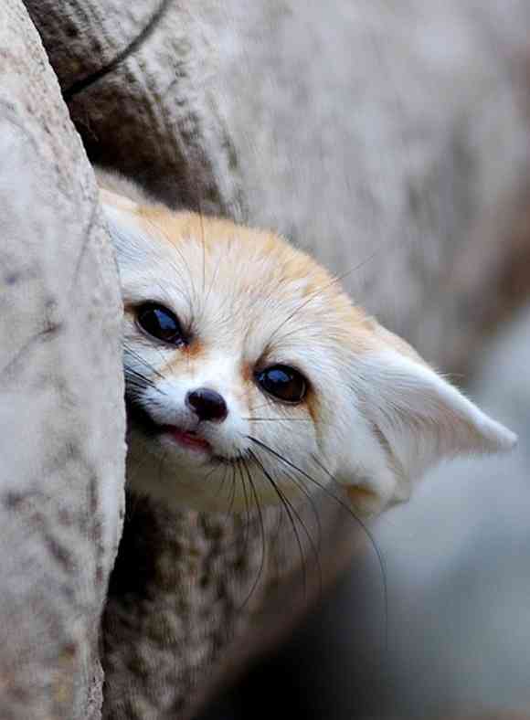 いろいろな動物の視線を感じる画像