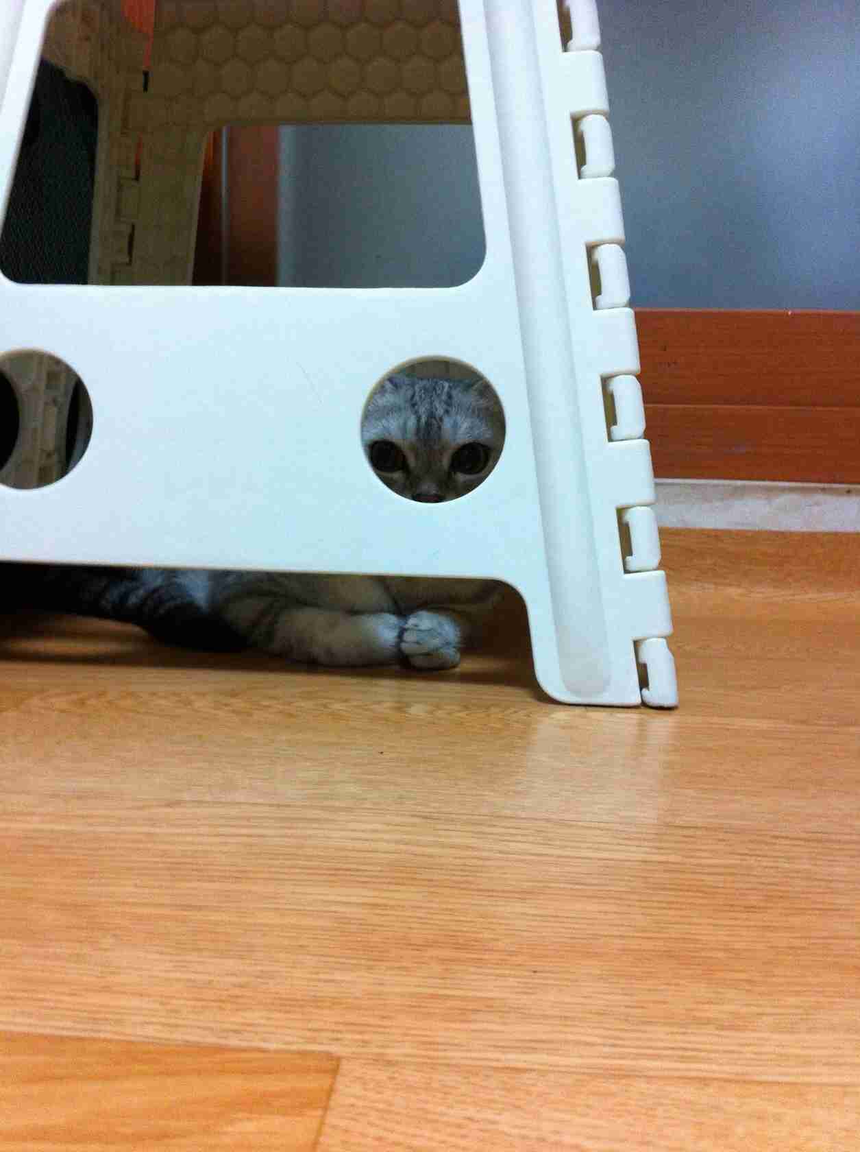 いろいろな動物の視線を感じる画像