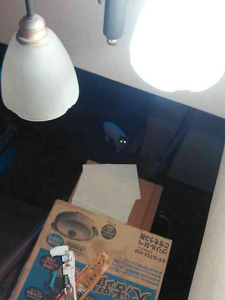いろいろな動物の視線を感じる画像