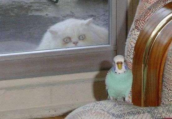 いろいろな動物の視線を感じる画像
