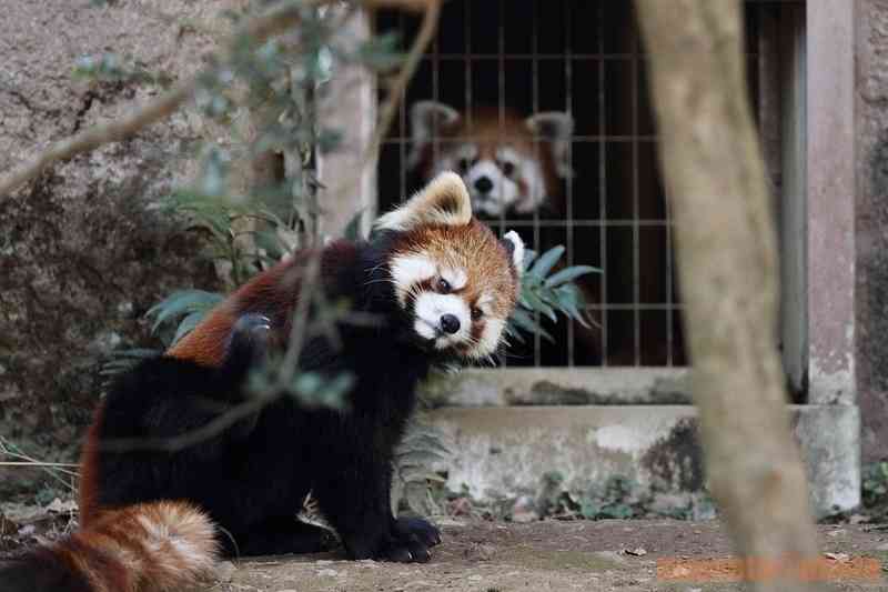 いろいろな動物の視線を感じる画像