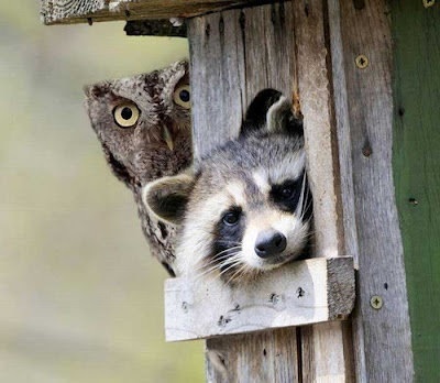 いろいろな動物の視線を感じる画像