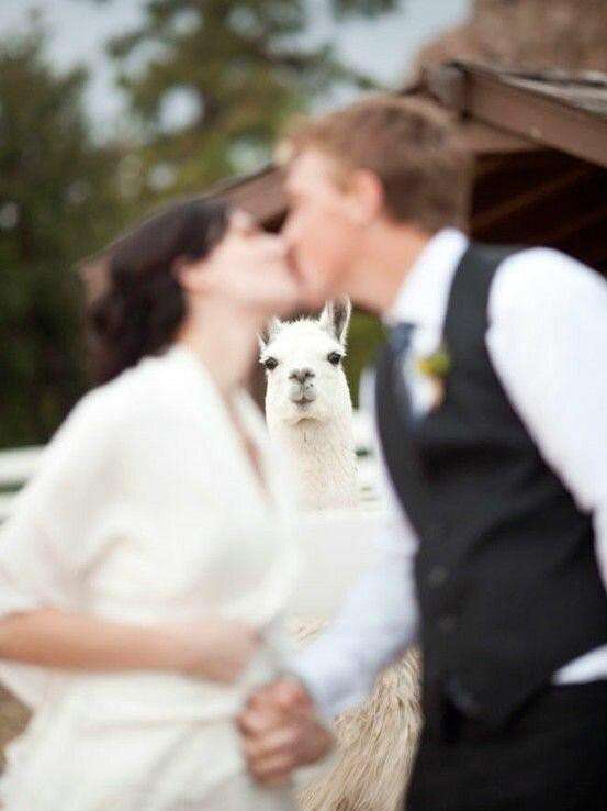 いろいろな動物の視線を感じる画像