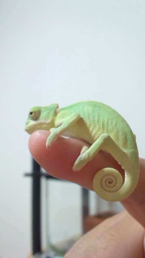 いろいろな動物の視線を感じる画像