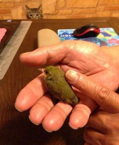 いろいろな動物の視線を感じる画像