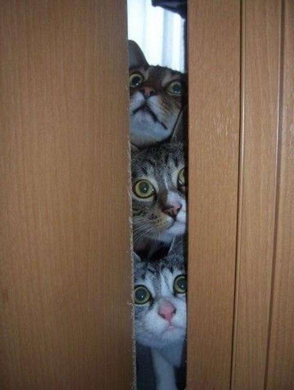 いろいろな動物の視線を感じる画像