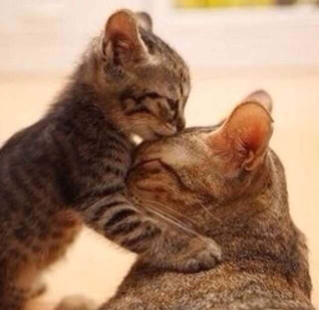 2月22日、猫の日です＊猫の画像貼っていきましょう(*´∀`)♪
