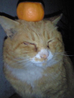 2月22日、猫の日です＊猫の画像貼っていきましょう(*´∀`)♪