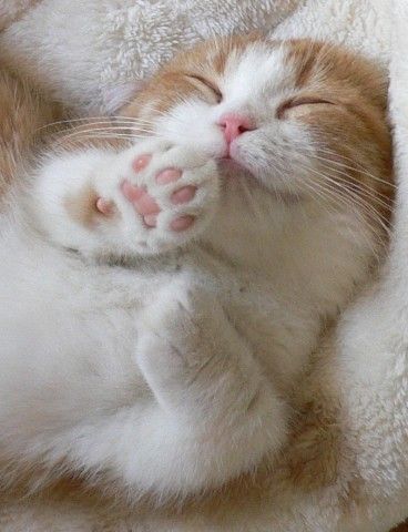 2月22日、猫の日です＊猫の画像貼っていきましょう(*´∀`)♪