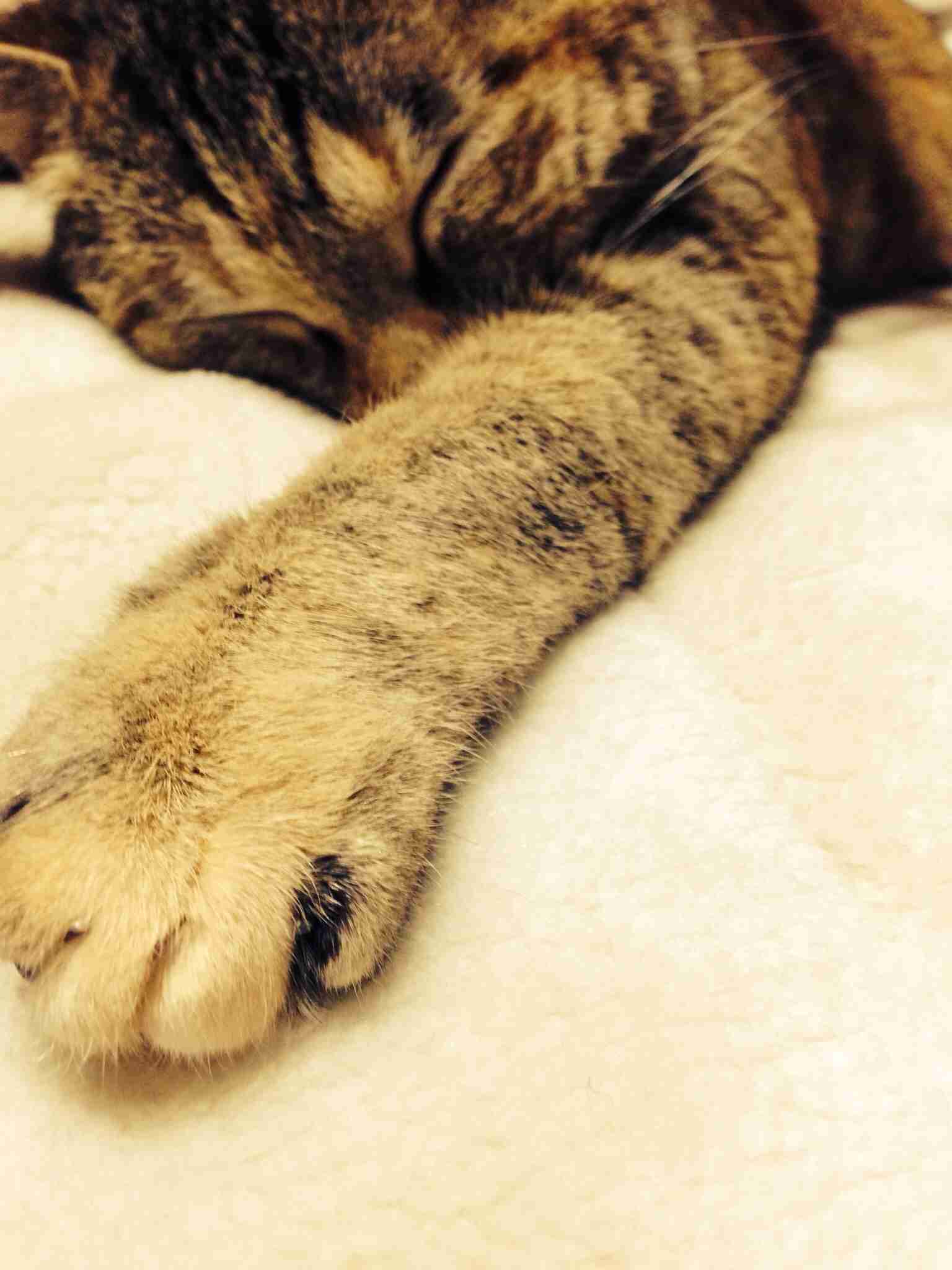 2月22日、猫の日です＊猫の画像貼っていきましょう(*´∀`)♪