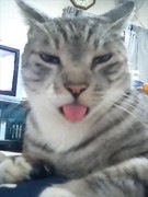 2月22日、猫の日です＊猫の画像貼っていきましょう(*´∀`)♪