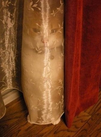 2月22日、猫の日です＊猫の画像貼っていきましょう(*´∀`)♪