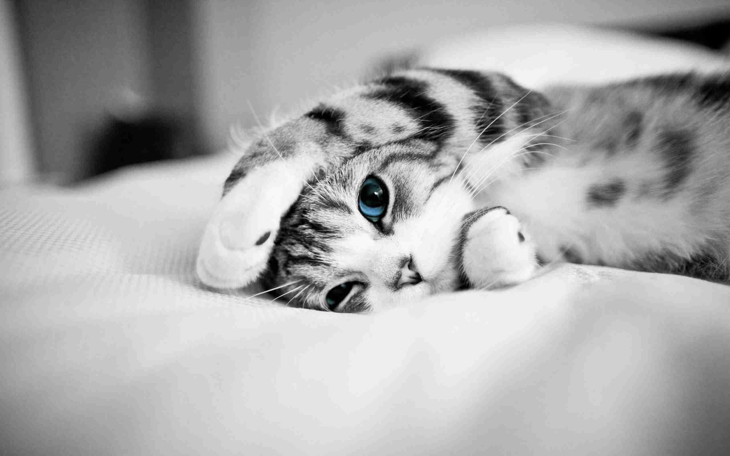 2月22日、猫の日です＊猫の画像貼っていきましょう(*´∀`)♪
