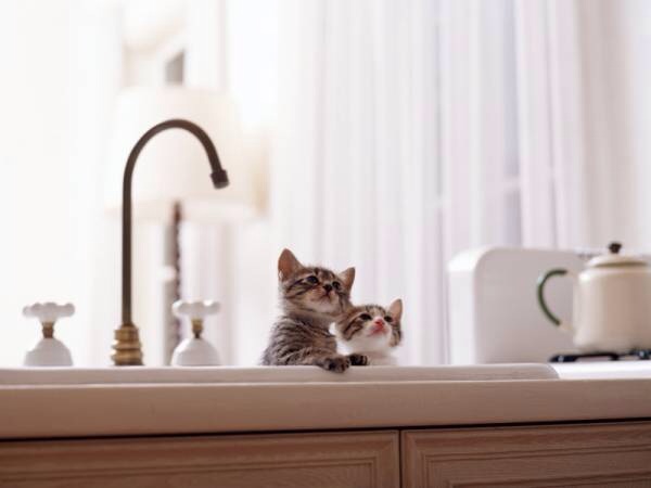 2月22日、猫の日です＊猫の画像貼っていきましょう(*´∀`)♪