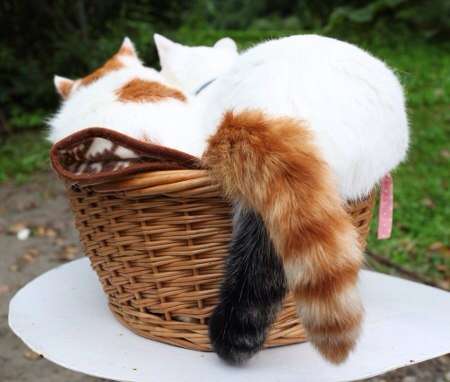 2月22日、猫の日です＊猫の画像貼っていきましょう(*´∀`)♪