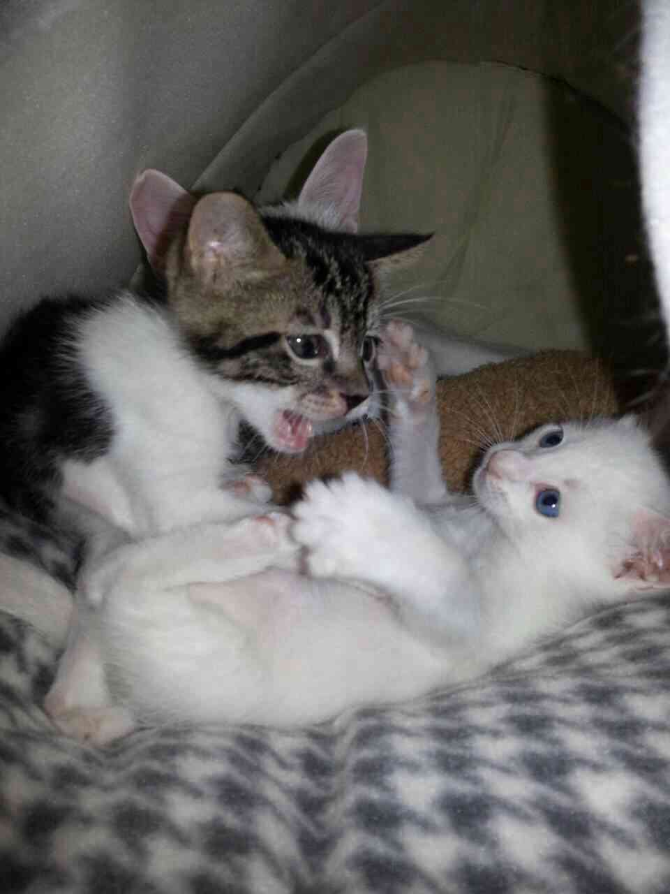 2月22日、猫の日です＊猫の画像貼っていきましょう(*´∀`)♪