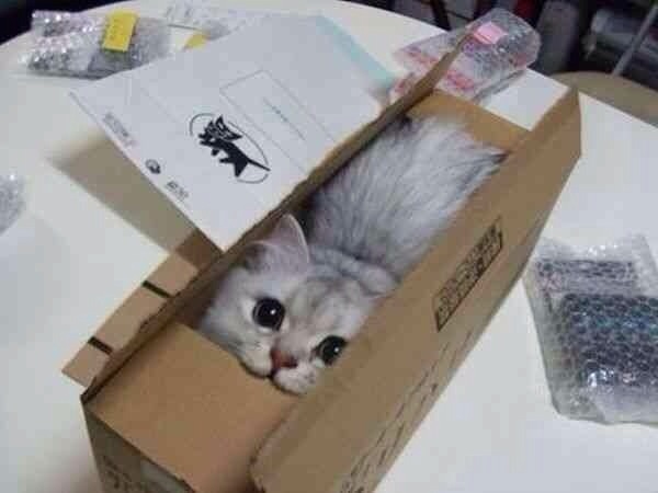 2月22日、猫の日です＊猫の画像貼っていきましょう(*´∀`)♪