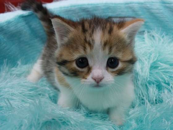 2月22日、猫の日です＊猫の画像貼っていきましょう(*´∀`)♪