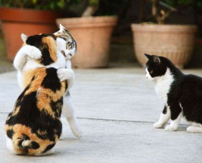 2月22日、猫の日です＊猫の画像貼っていきましょう(*´∀`)♪