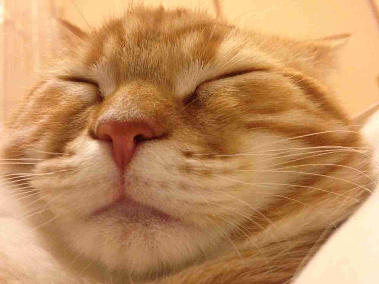 2月22日、猫の日です＊猫の画像貼っていきましょう(*´∀`)♪