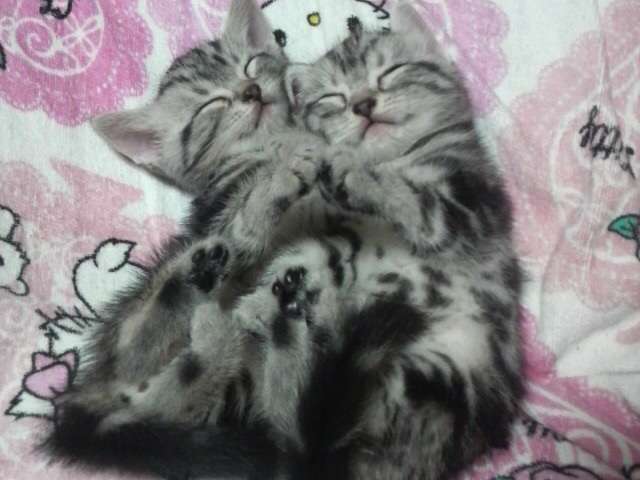 2月22日、猫の日です＊猫の画像貼っていきましょう(*´∀`)♪