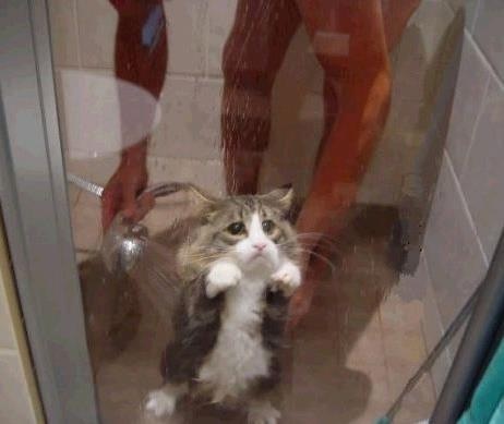 2月22日、猫の日です＊猫の画像貼っていきましょう(*´∀`)♪