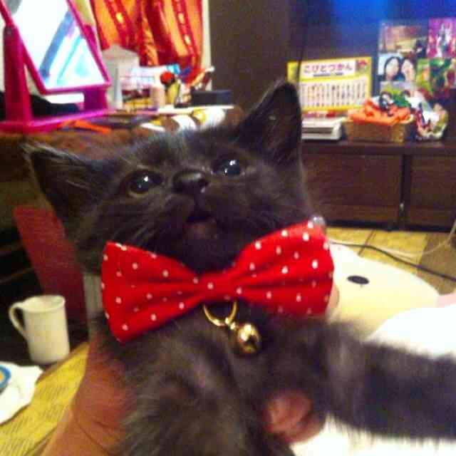 2月22日、猫の日です＊猫の画像貼っていきましょう(*´∀`)♪