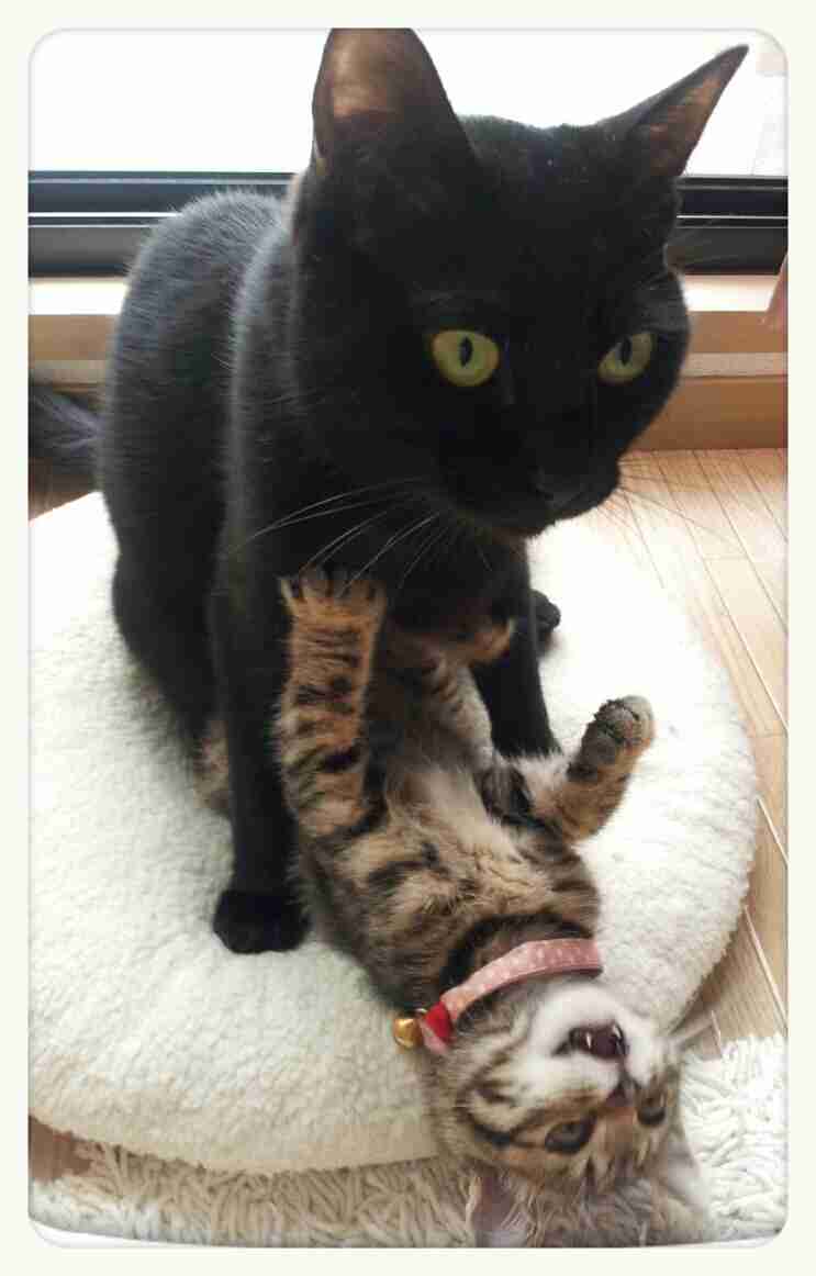 2月22日、猫の日です＊猫の画像貼っていきましょう(*´∀`)♪