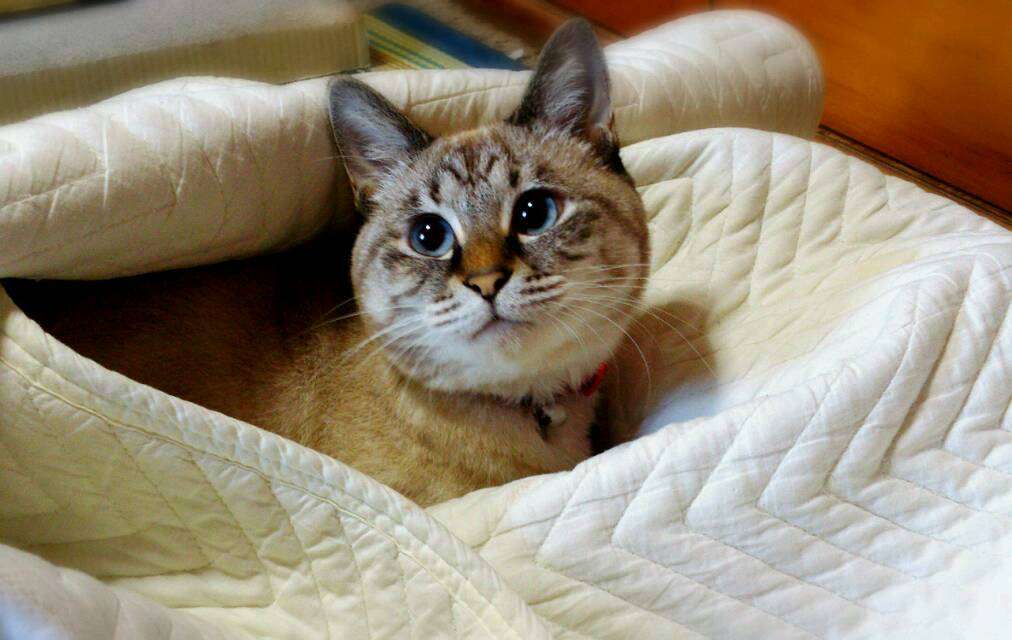 2月22日、猫の日です＊猫の画像貼っていきましょう(*´∀`)♪