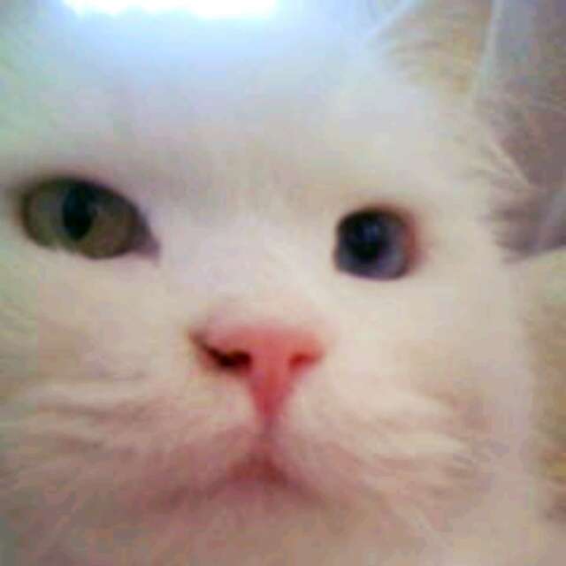 2月22日、猫の日です＊猫の画像貼っていきましょう(*´∀`)♪