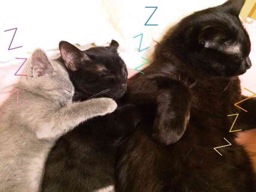 2月22日、猫の日です＊猫の画像貼っていきましょう(*´∀`)♪