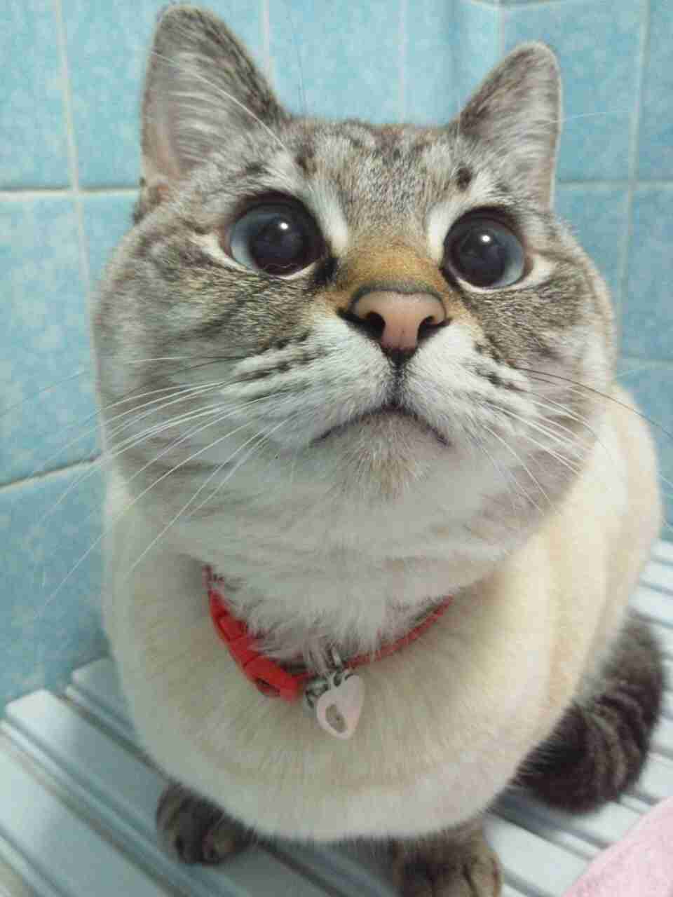 2月22日、猫の日です＊猫の画像貼っていきましょう(*´∀`)♪