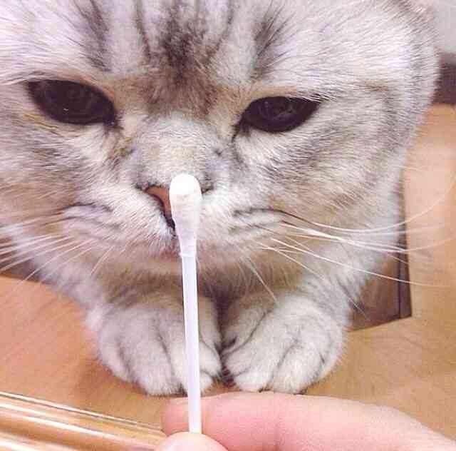 2月22日、猫の日です＊猫の画像貼っていきましょう(*´∀`)♪