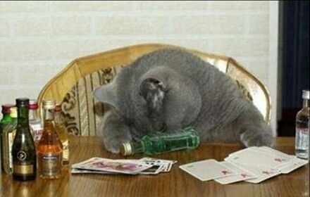 2月22日、猫の日です＊猫の画像貼っていきましょう(*´∀`)♪