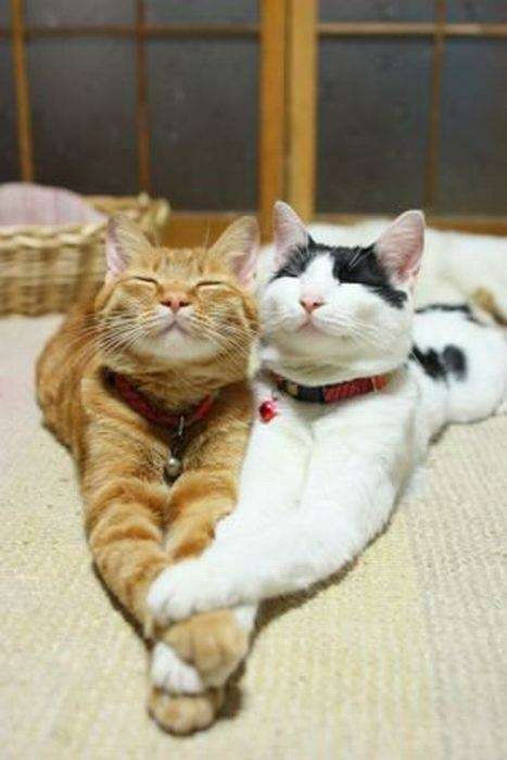 2月22日、猫の日です＊猫の画像貼っていきましょう(*´∀`)♪