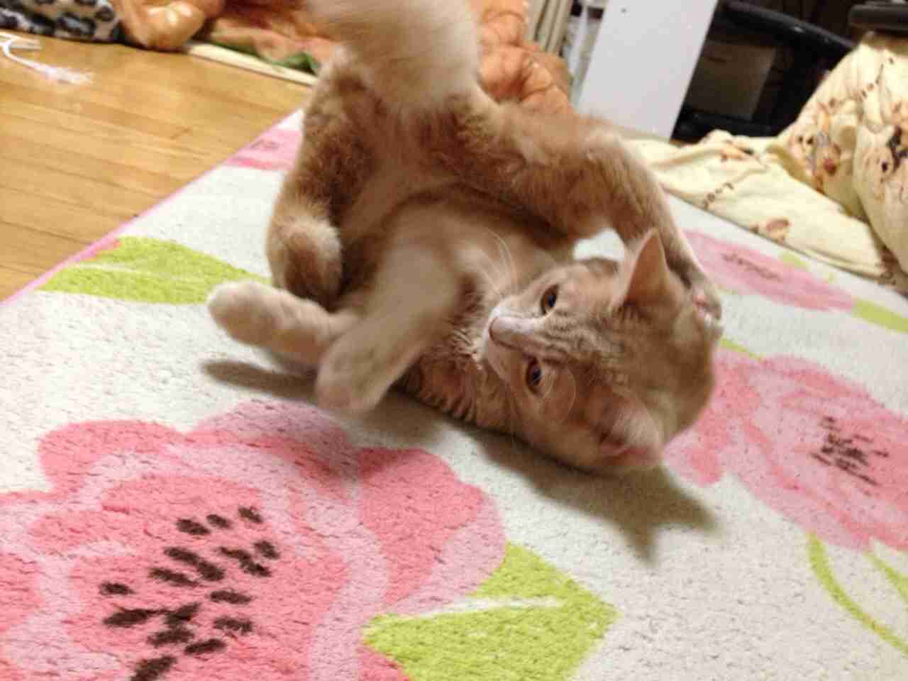2月22日、猫の日です＊猫の画像貼っていきましょう(*´∀`)♪