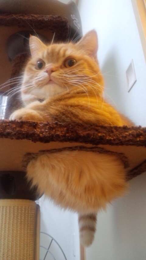 2月22日、猫の日です＊猫の画像貼っていきましょう(*´∀`)♪