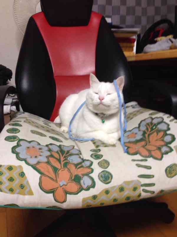 2月22日、猫の日です＊猫の画像貼っていきましょう(*´∀`)♪