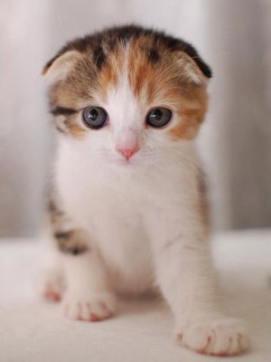 2月22日、猫の日です＊猫の画像貼っていきましょう(*´∀`)♪