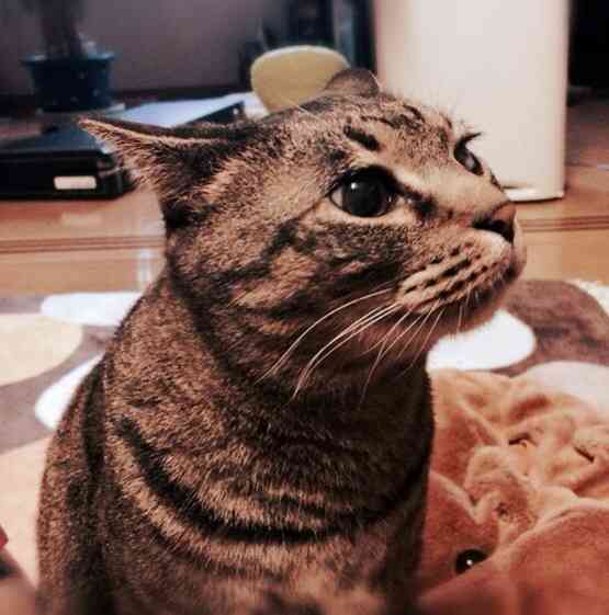 2月22日、猫の日です＊猫の画像貼っていきましょう(*´∀`)♪